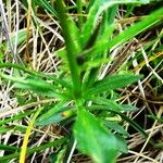 Viola lutea Leaf