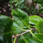 Camellia sasanqua पत्ता