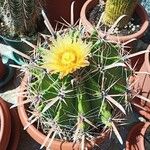 Ferocactus herrerae Hostoa