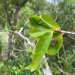 Erythroxylum laurifolium Leaf