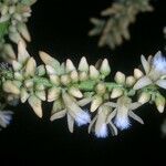 Talisia nervosa Flower