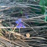 Centaurea cyanusLorea