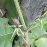 Ruellia tuberosa Frutto