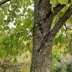 Halesia carolina Bark