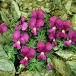 Viola diversifolia Vivejo