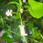 Persicaria chinensis Blüte