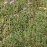 Armeria canescens Habitus