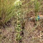 Asclepias arenaria Habit