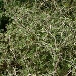 Corokia cotoneaster অভ্যাস