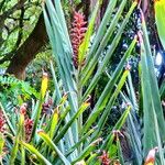 Hedychium coccineum Pokrój