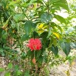 Hibiscus schizopetalus花