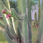 Cereus hexagonus برگ