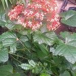 Clerodendrum paniculatum 葉