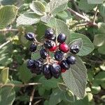 Viburnum lantana Плід