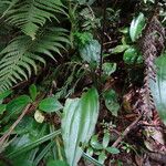 Ponthieva petiolata Hoja