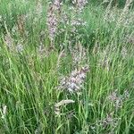 Calamagrostis canescens Blüte