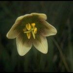 Fritillaria liliacea Floare