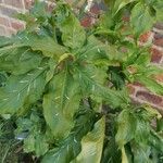 Dracunculus vulgaris Feuille