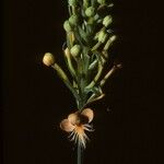 Platanthera ciliaris Cvet