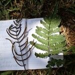 Blechnum diversifolium