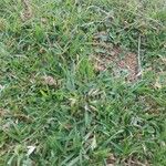Chrysopogon aciculatus 花