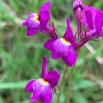 Linaria maroccanaKvet