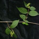 Philadelphus tomentosus Natur