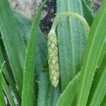 Plantago serraria Flor