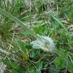 Anemone vernalis Φλοιός