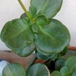 Crassula multicava Leaf