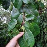 Ficus citrifolia Лист