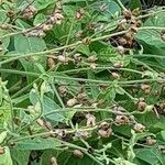 Nicotiana alata Frucht