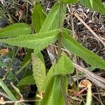 Stachys palustris 葉