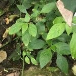 Ruellia prostrata 葉