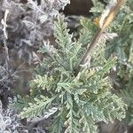 Descurainia bourgaeana Hoja