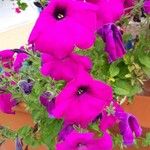 Petunia × atkinsiana Õis