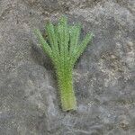 Saxifraga pubescens Leaf