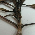 Chimarrhis microcarpa Otro