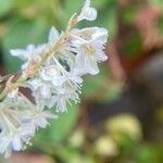 Fallopia aubertiiFlor