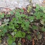 Trifolium subterraneum Blad