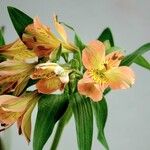 Alstroemeria ligtu Plante entière