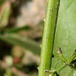 Rubia tinctorum Bark