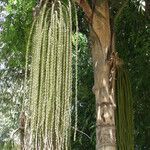 Caryota urens Froito