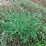 Amaranthus albus Frucht