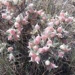 Astragalus clusianus Frutto