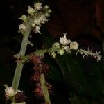 Cupania rufescens Other