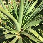 Aloe arborescens Ліст