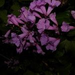 Cydista heterophylla Цвят