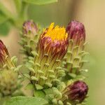 Inula conyza Blüte