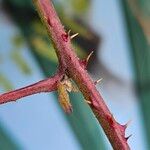 Rubus ulmifolius Bark